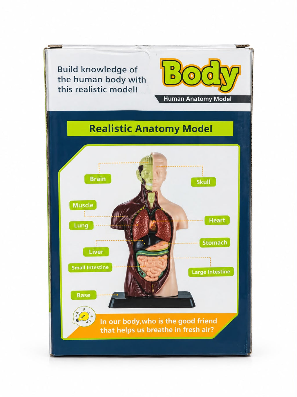 Box back showing the anatomy model with labels for brain, skull, muscle, lung, heart, liver, stomach, small and large intestine, and base