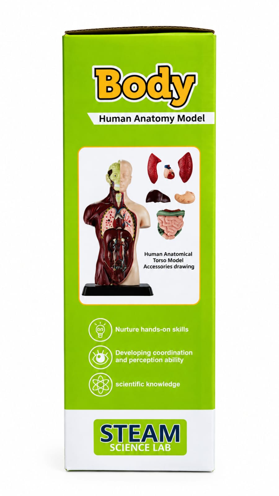 Box side showing the human torso model and its removable organ pieces: two lungs, heart, liver, stomach and intestines