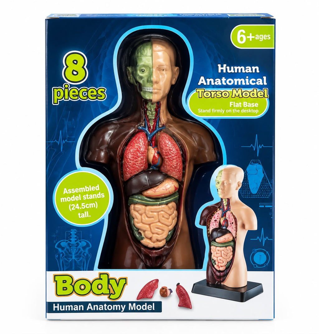 Human anatomy torso model box showing a 24.5 cm model with removable lungs, heart, liver, stomach and intestines, a science toy for kids 6+