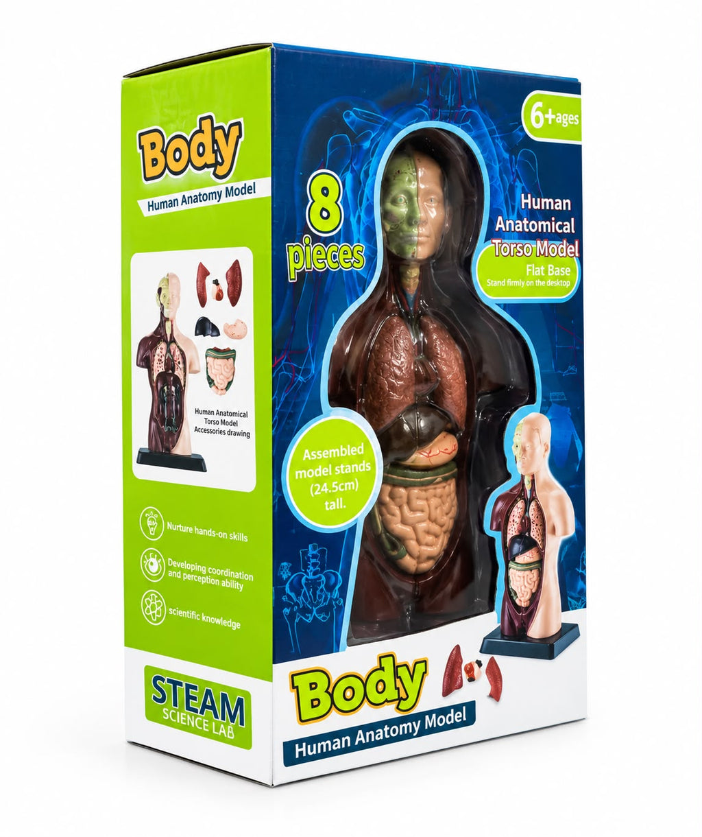 Human body anatomy model box from an angle, with the side panel showing the assembled torso next to its removable organ pieces