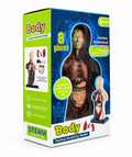 Human body anatomy model box from an angle, with the side panel showing the assembled torso next to its removable organ pieces